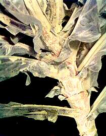 Cauliflower Stem and Petioles - Boron deficiency 