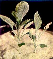 Young Cauliflower Plants - Molybdenum deficiency 