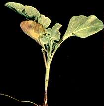 Kale Plant (Marrow Stem) - Phosphorus deficiency 