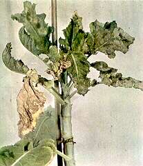 Kale Plant (Marrow Stem) - Calcium deficiency 