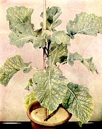 Kale Plant (Marrow Stem) - Magnesium deficiency 