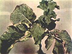 Kale Plant (Marrow Stem) - Potassium deficiency 