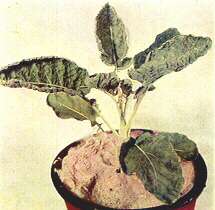 Kale Plant (Marrow Stem) - Manganese toxicity (soil acidity complex) 