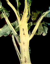 Kale Stem (Marrow Stem) - Boron deficiency 