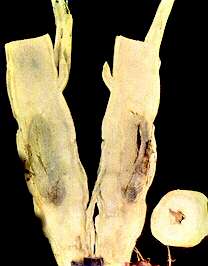 Kale Stem (Marrow Stem) - Boron deficiency
