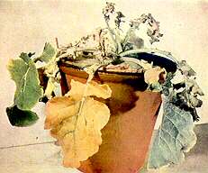 Kale (Hungry Gap) - Calcium deficiency 