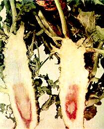 Kale Stem (Hungry Gap) - Boron deficiency 