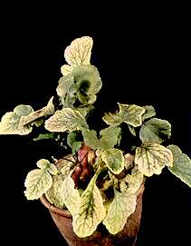 Radish Plants - Magnesium deficiency 