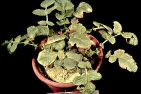 Radish Plants - Potassium deficiency 