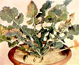 Rape Plant - Calcium deficiency 