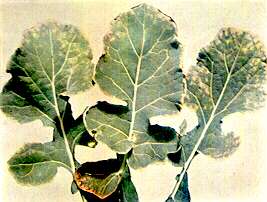 Rape Leaves - Manganese toxixity (soil acidity complex) 