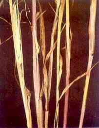 Barley Stems 