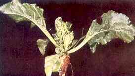 Young Sugar Beet Plant 