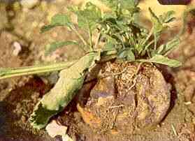 Mangold Plant (in situ) 