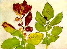 Potato Foliage 