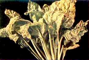 Sugar Beet Foliage 
