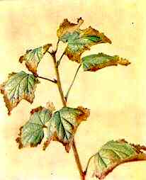 Red Currant Foliage 