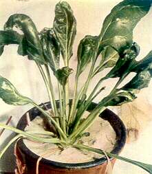 Sugar Beet Plant - Calcium deficiency 