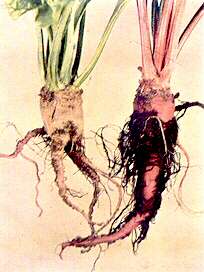 Sugar Beet (left) and Mangold (right) Roots - Calcium deficiency (soil acidity complex) 
