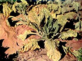 Sugar Beet Plant - Magnesium deficiency 