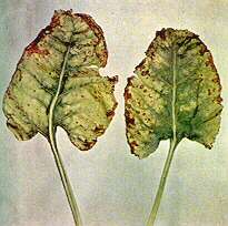 Sugar Beet Leaves - Magnesium deficiency 