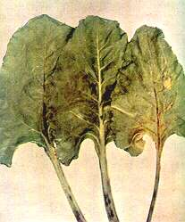 Sugar Beet Leaves - Potassium deficiency 