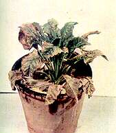 Sugar Beet Plant - Combined potassium and sodium deficiencies 