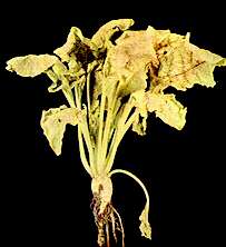 Sugar Beet Plant - Manganese deficiency 