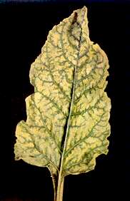 Sugar Beet Leaf - Manganese deficiency 