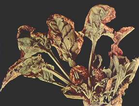 Sugar Beet Plant - Boron deficiency 