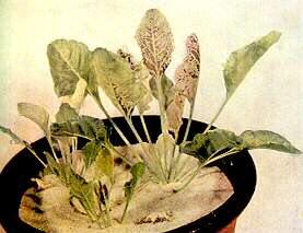 Sugar Beet Plants - Copper toxicity 