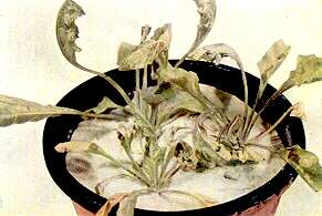 Sugar Beet Plants - Nickel toxicity 