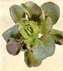 Brussels Sprout Plant 