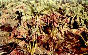 Mangold Plants - Potassium deficiency 