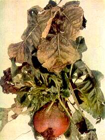 Mangold Plants - Boron deficiency