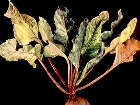 Table Beet Plant - Magnesium deficiency 