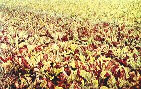 Table Beet - Manganese deficiency