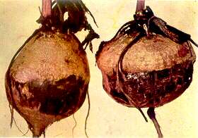 Table Beet Plants - Boron deficiency 