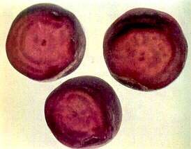 Table Beet Roots - Boron deficiency 