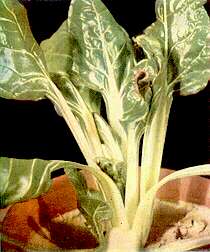 Seakale Beet Plant - Calcium deficiency 