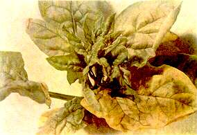 Spinach Plant - Manganese deficiency 