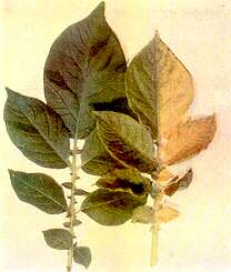 Potato Leaves - Nitrogen deficiency 