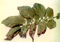 Potato Leaf - Phosphorus deficiency 