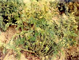 Potato Plant - Calcium deficiency 