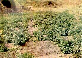 Potato Plants - Calcium deficiency 