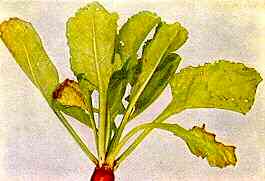 Sugar Beet Plant 
