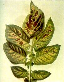 Potato Leaf - Magnesium deficiency 