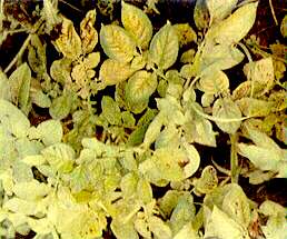 Potato Plants - Magnesium deficiency 