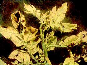 Potato Foliage - Iron deficiency 