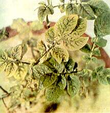 Potato Plant - Manganese toxicity (soil acidity complex) 